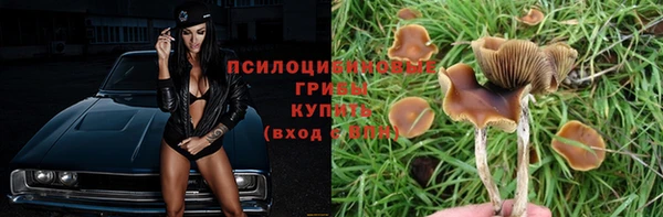 прущие грибы Магас